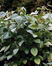 Соя (растение)