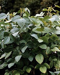 Соя [кулинария]