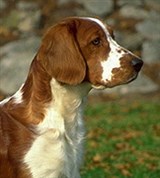 Спаниели (вельш-спрингер-спаниель)