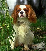 Спаниели (кавалер-кинг-чарлз-спаниель)