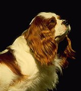 Спаниели (кинг- чарльз-спаниель)