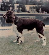 Спаниели (спрингер-спаниель)