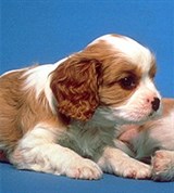 Спаниели (щенки кинг-чарлз-спаниеля)