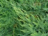 Спаржа лекарственная – Asparagus officinalis L. (2)