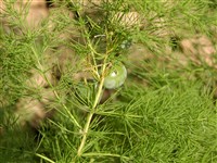 Спаржа тонколистная – Asparagus tenuifolius Lam.