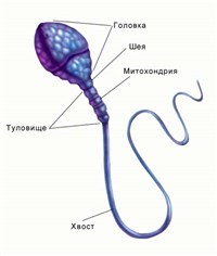 Принцип сперматозоида. Учебное пособие