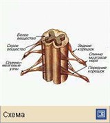 Спинной мозг(объемная реконструкция)