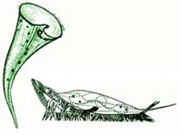 Спиральноресничные Инфузории