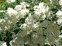 Спирея Вангутта – Spiraea x vanhouttei (Briot).Zab.