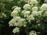 Спирея Вейча – Spiraea veitchii Hemsl. (1)