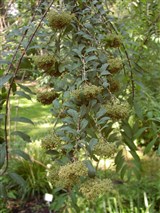 Спирея Вейча – Spiraea veitchii Hemsl. (2)