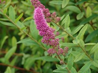 Спирея Дугласа – Spiraea douglasii Hook.