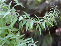Спирея Тунберга – Spiraea thunbergii Sieb.et Bl.