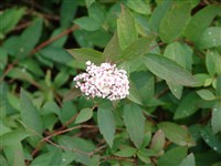 Спирея Фокса – Spiraea x foxii (Vos.) Zab.