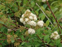 Спирея Фонтенейси – Spiraea x fontenaysii Lebas.