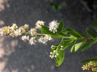 Спирея белая, ланцетная – Spiraea alba Duroi.