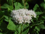 Спирея березолистная – Spiraea betulifolia Pall. (2)
