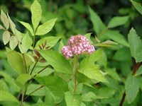 Спирея вечноцветущая – Spiraea x semperflorens Zab.