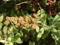 Спирея войлочная – Spiraea tomentosa L.