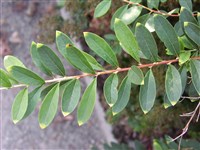 Спирея волосистоплодная – Spiraea trichocarpa Nak.