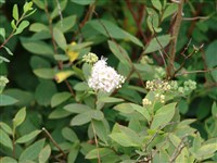 Спирея выдающаяся – Spiraea x conspicua Zab.