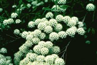 Спирея городчатая – Spiraea crenata L.