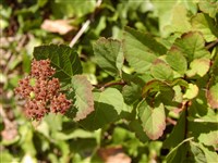 Спирея густоцветковая – Spiraea densiflora Nutt.ex Rydb.