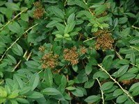 Спирея длиннопочечная – Spiraea longigemmis Maxim.