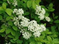 Спирея зверобоелистная – Spiraea hypericifolia L. (1)