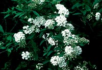 Спирея кантонская – Spiraea cantoniensis Lour.