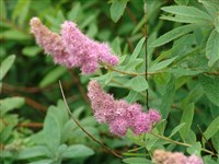 Спирея коротковетвистая – Spiraea x brachybotrys Lange.