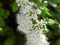 Спирея многоцветковая – Spiraea x multiflora Zab.