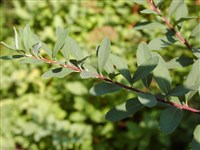 Спирея ниппонская – Spiraea nipponica Maxim. (1)