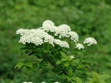Спирея ниппонская – Spiraea nipponica Maxim. (2)