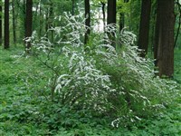 Спирея острозубчатая, майская пена – Spiraea x arguta Zab. (1)