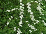 Спирея острозубчатая, майская пена – Spiraea x arguta Zab. (2)