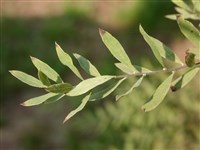 Спирея пепельно-серая – Spiraea x cinerea L. (1)