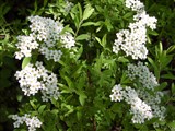 Спирея пепельно-серая – Spiraea x cinerea L. (2)