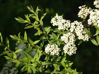 Спирея серая – Spiraea cana Waldst. & Kit.