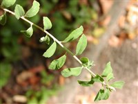 Спирея сероватая – Spiraea canescens D.Don.