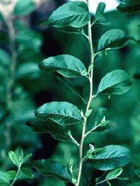 Спирея сливолистная – Spiraea prunifolia Sieb.et Zucc.