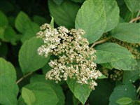 Спирея средняя – Spiraea media Schmidt.