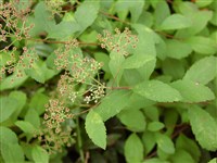 Спирея стелющаяся – Spiraea decumbens Koch. (1)
