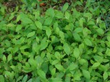 Спирея стелющаяся – Spiraea decumbens Koch. (2)