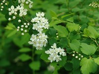 Спирея трехлопастная – Spiraea trilobata L.