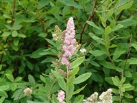Спирея широколистная – Spiraea latifolia (Ait.) Borkh.