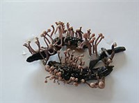 Спорынья (Черные рожки)