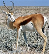 Спрингбок (Antidorcas marsupialis)