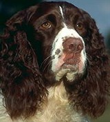 Спрингер-спаниель