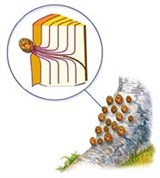 Спящие почки